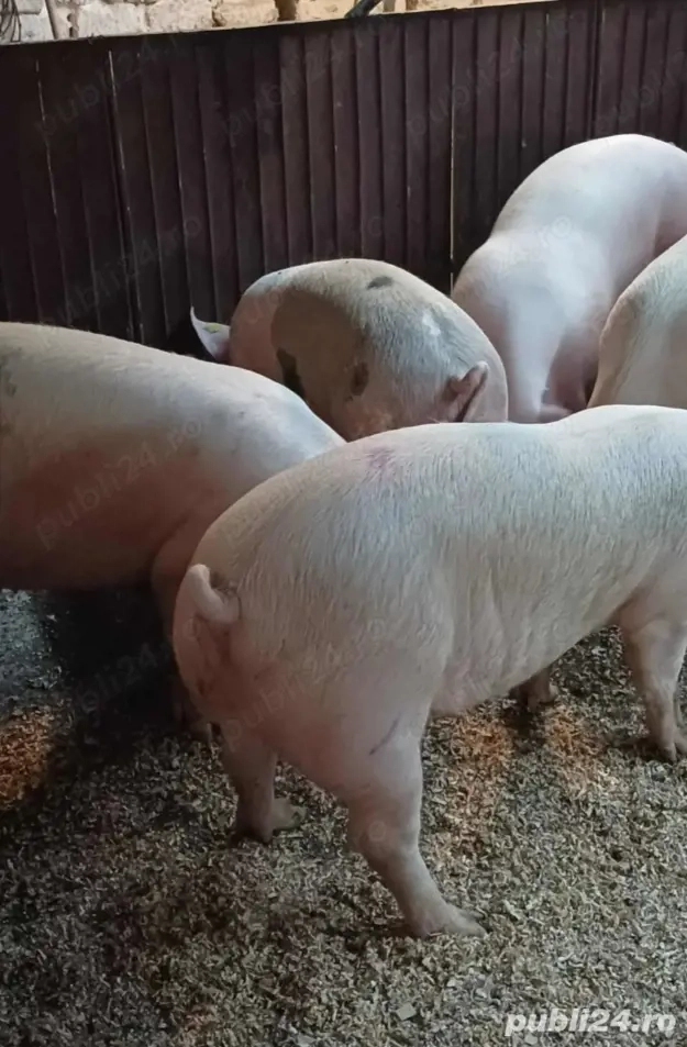 Porci de vânzare 