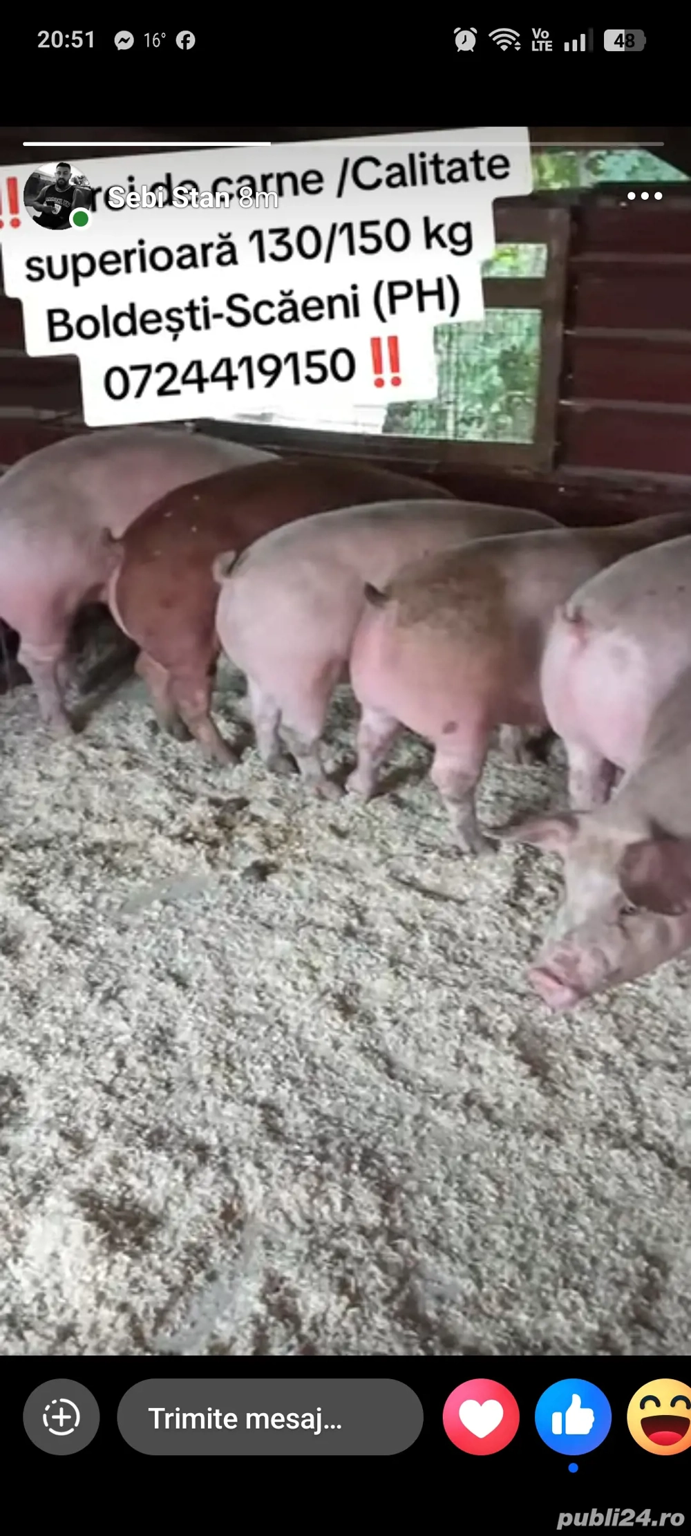 Vand porci Vand porci