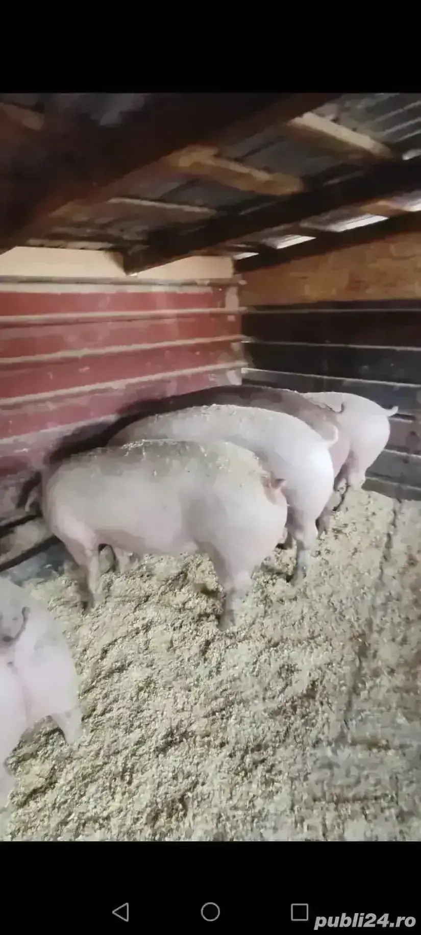 Vand porci foarte mâncăcioși!