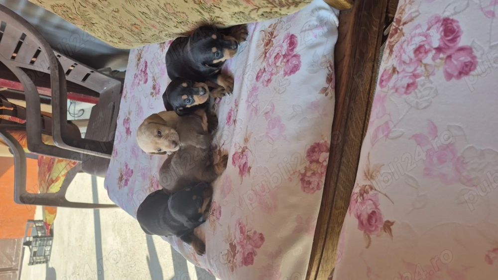 Vand catelusi din rasa Teckel detali la nr de tel.   Vand catelusi din rasa Teckel detali la nr de tel.