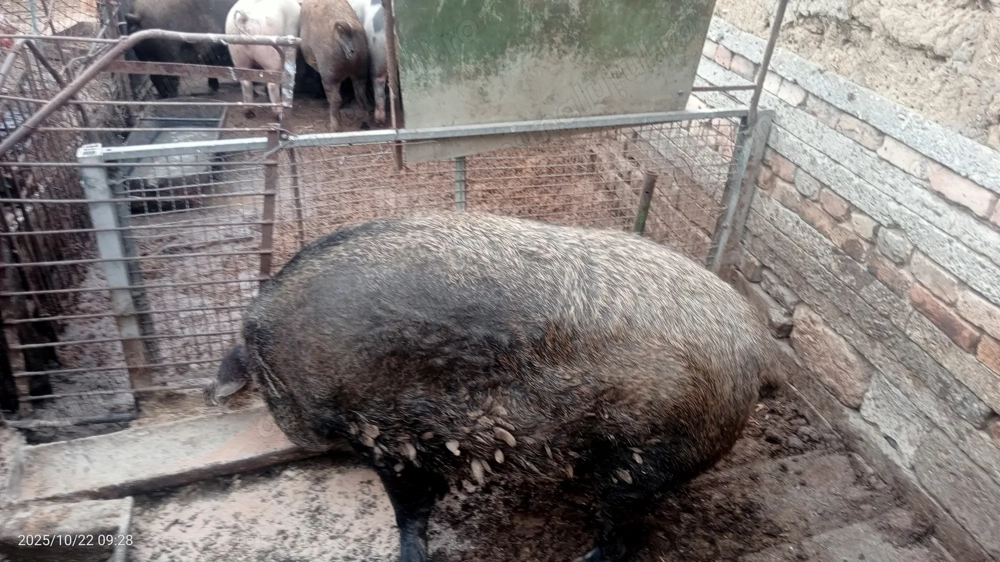 Vând porc  Vând porc