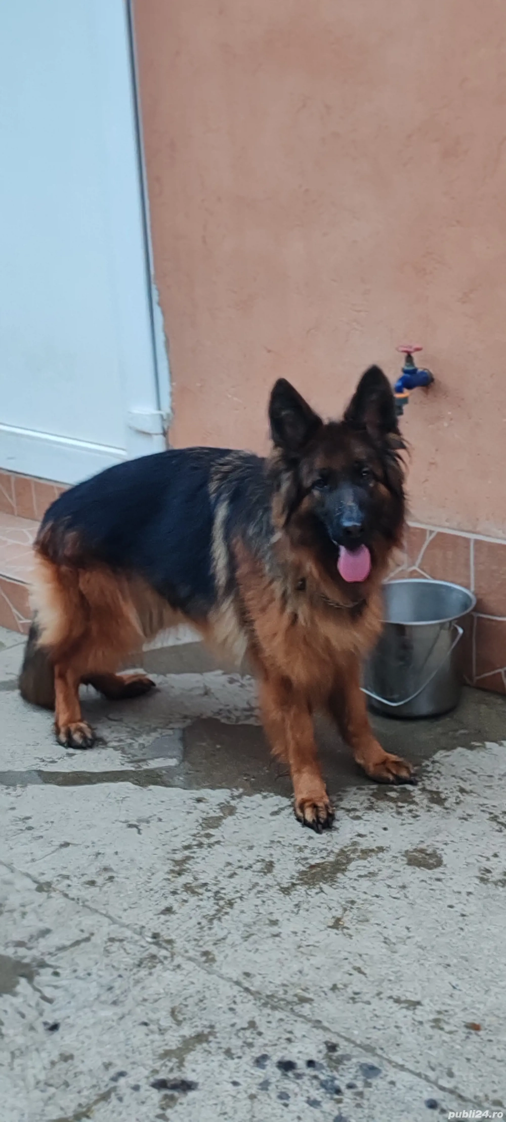 Ciobănesc german cu păr lung Ciobănesc german cu păr lung