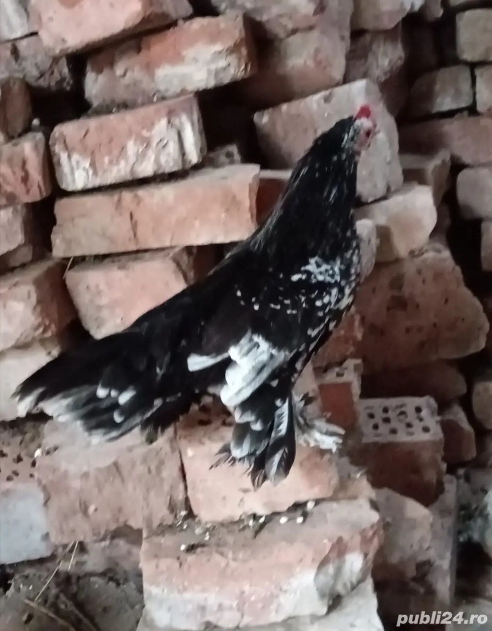 Vând cocoși liliputi 