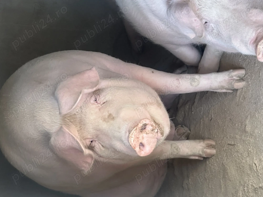Porci de vanzare 200-280 kg 