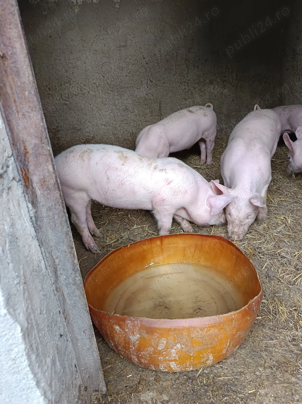 Purcei la 2 luni Purcei la 2 luni