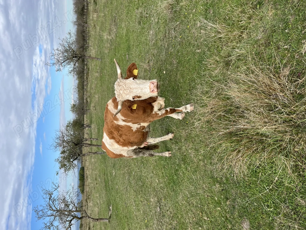 Vacă cu lapte de vânzare