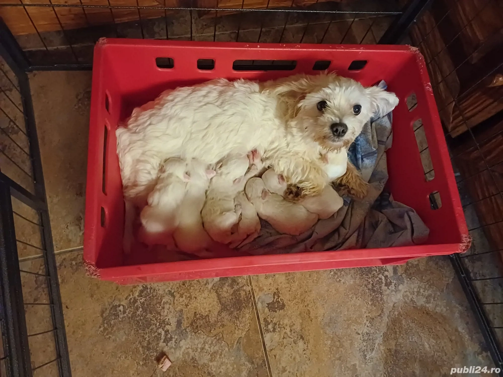 vand puiuti bichon havanez vand puiuti bichon havanez