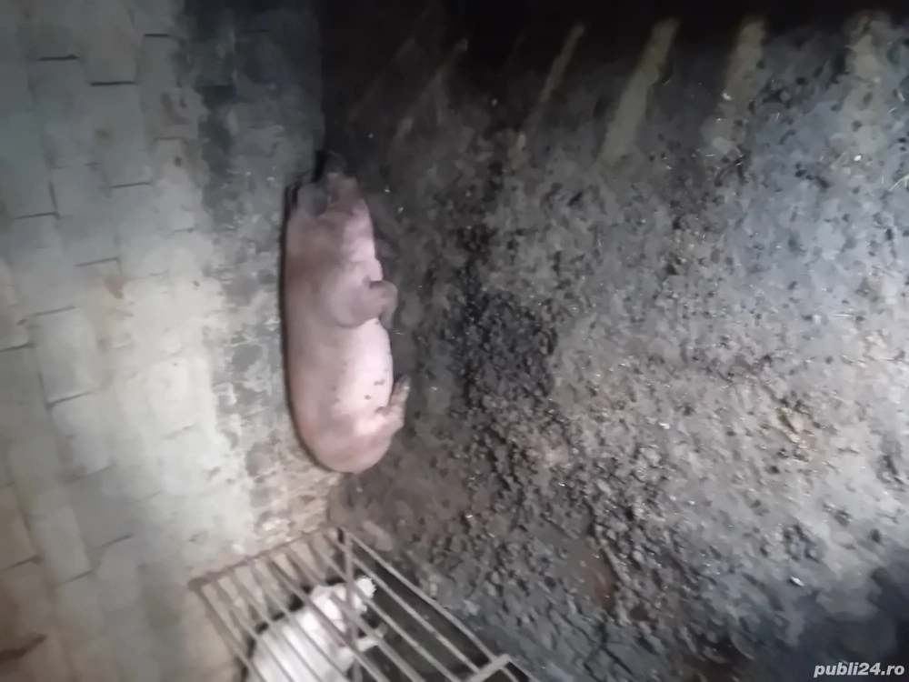 vand porci de craciun 