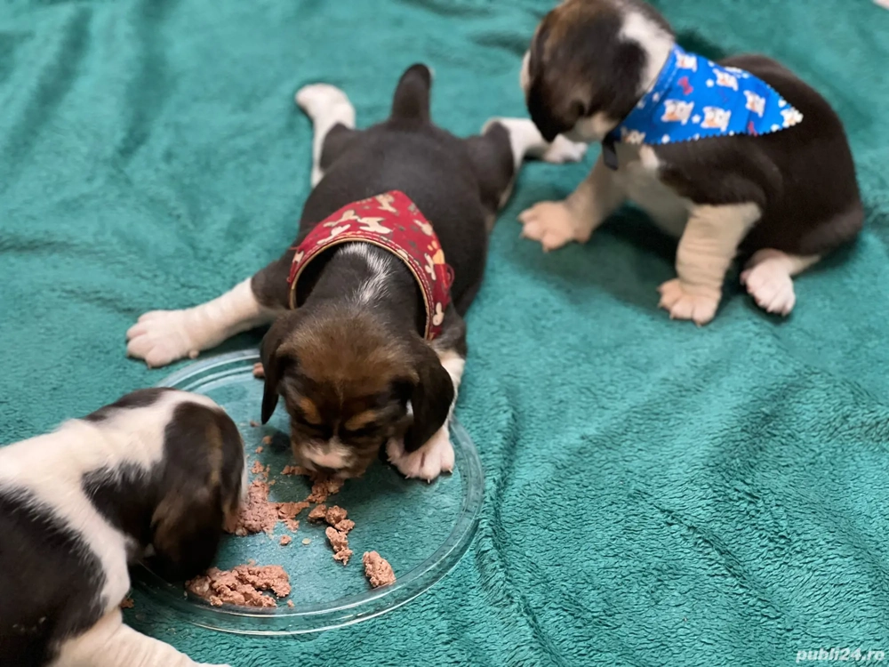 căței beagle tricolori 