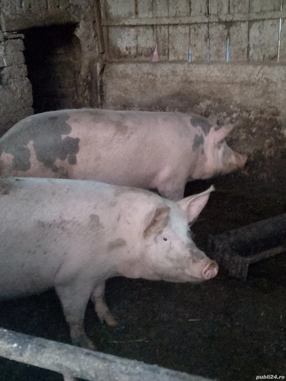 vând 2 porci grași care este interesat să mă sune 