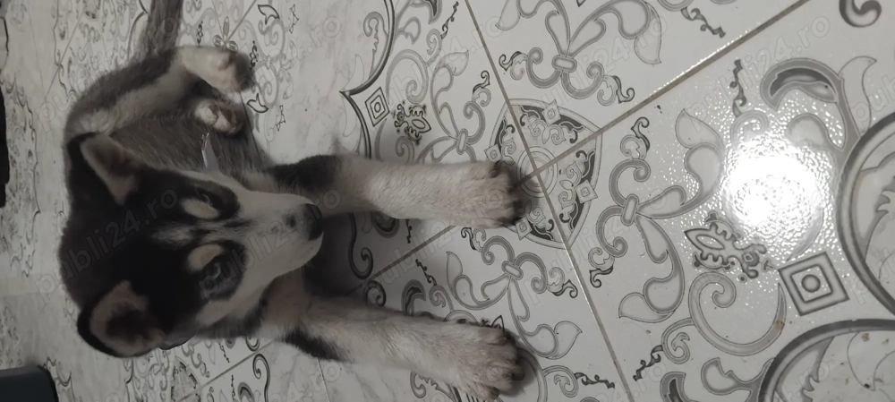 Husky pui 2 luni jumate 