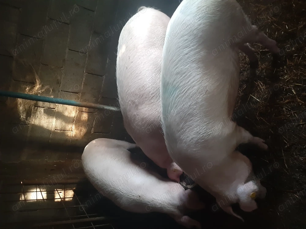 Porcii de vânzare...