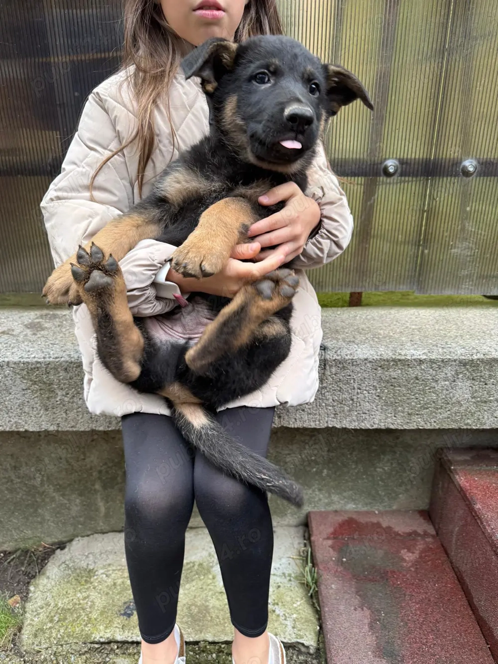 Ciobănesc german va