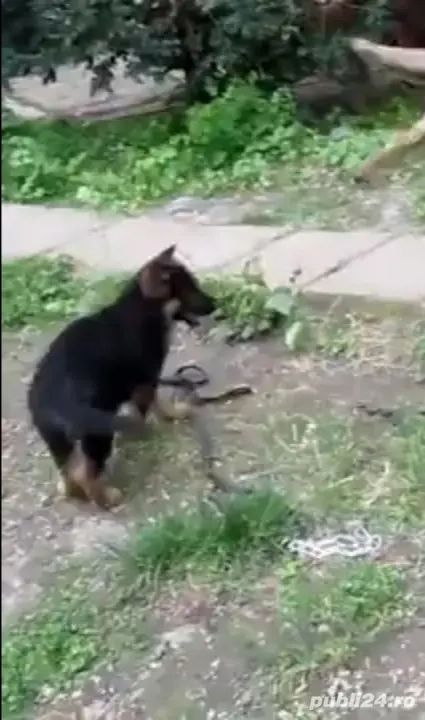 băiat ciobănesc german talie mare ajut cu transport în țară băiat ciobănesc german talie mare ajut cu transport în țară