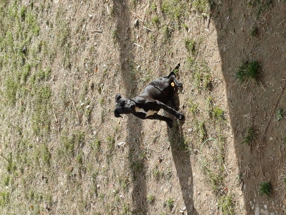 Pui amstaf  Pui amstaf