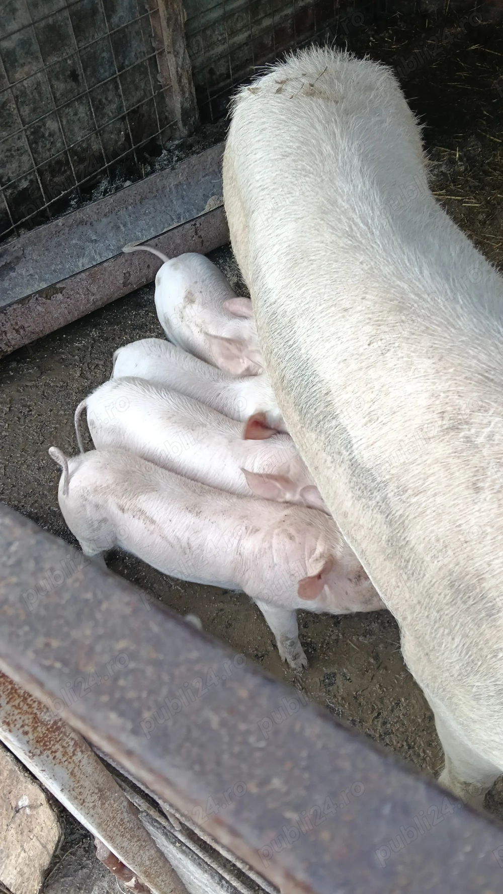 Purcei landrace de 6 săptămâni de vânzare 