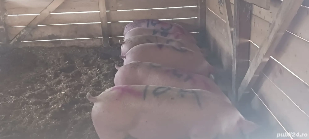 vând porci Rasa de calitate Marele Alb &Pic, carne  100%! vând porci Rasa de calitate Marele Alb &Pic, carne  100%!