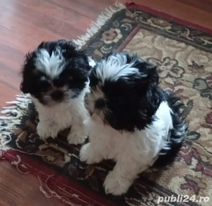 Disponibili pui shih-tzu 