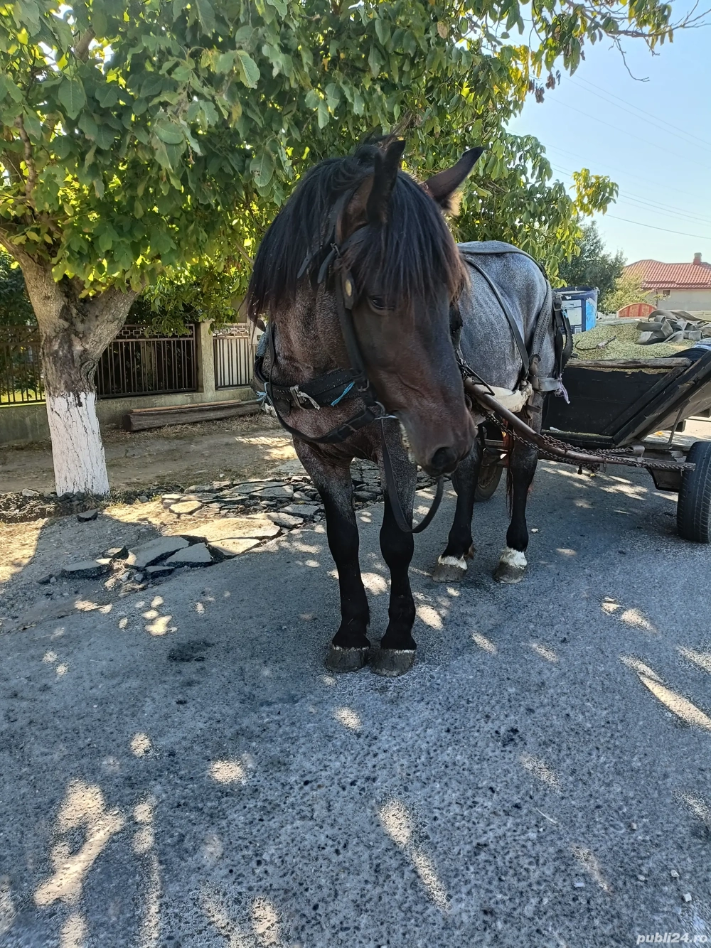 cal de vanzare cal de vanzare