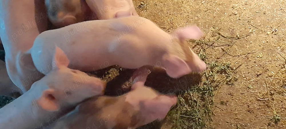 Purcei de vinzare Purcei de vinzare