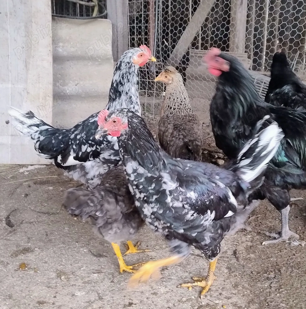 cocosi de 4,5 luni Pita Pinta Asturiana cocosi de 4,5 luni Pita Pinta Asturiana