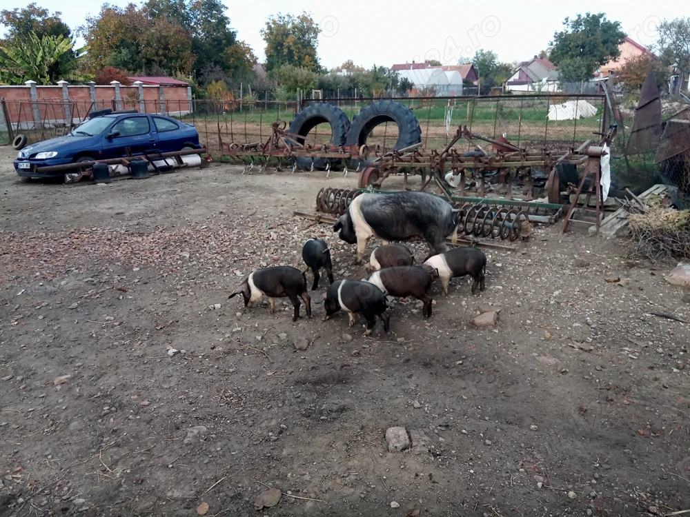 purcei bazna rasa pura 10 saptamani castrati si deparazitati an jur de 25 kg purcei bazna rasa pura 10 saptamani castrati si deparazitati an jur de 25 kg