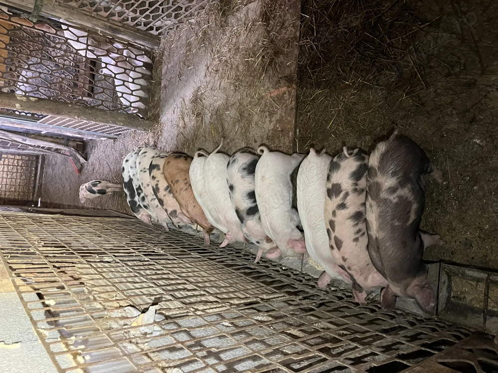 Vând purcei 7 săptămâni Vând purcei 7 săptămâni