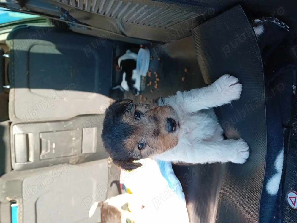 Căței Fox Terierri sârmos  Căței Fox Terierri sârmos