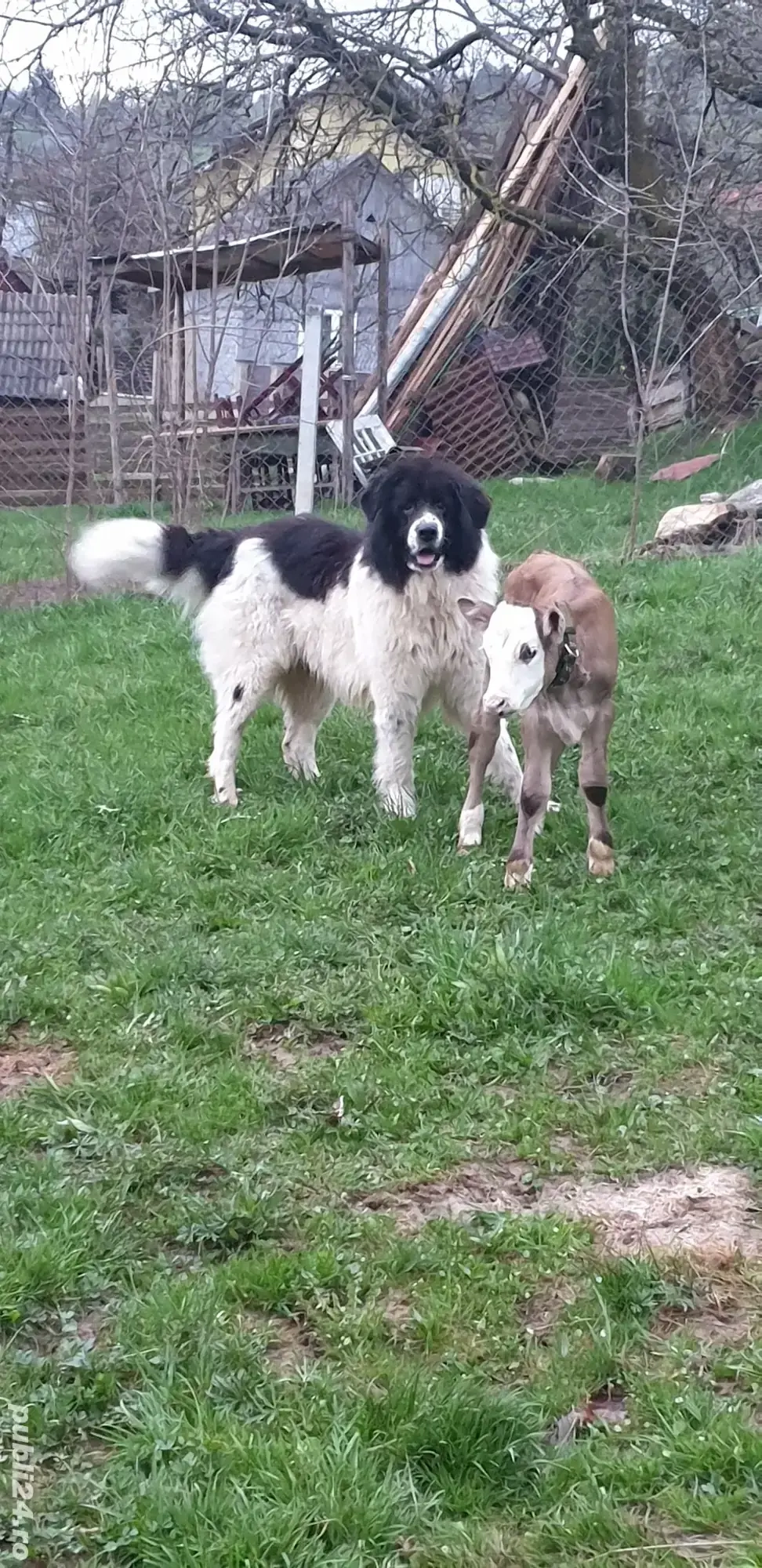 ciobanesc de bucovina