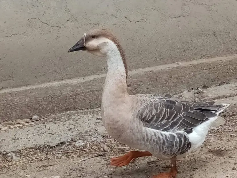 Gâște leseasca tinere 