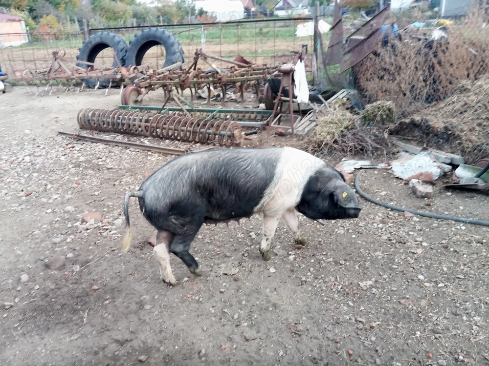 scrofita bazna rasa pura dupa prima fatare scrofita bazna rasa pura dupa prima fatare