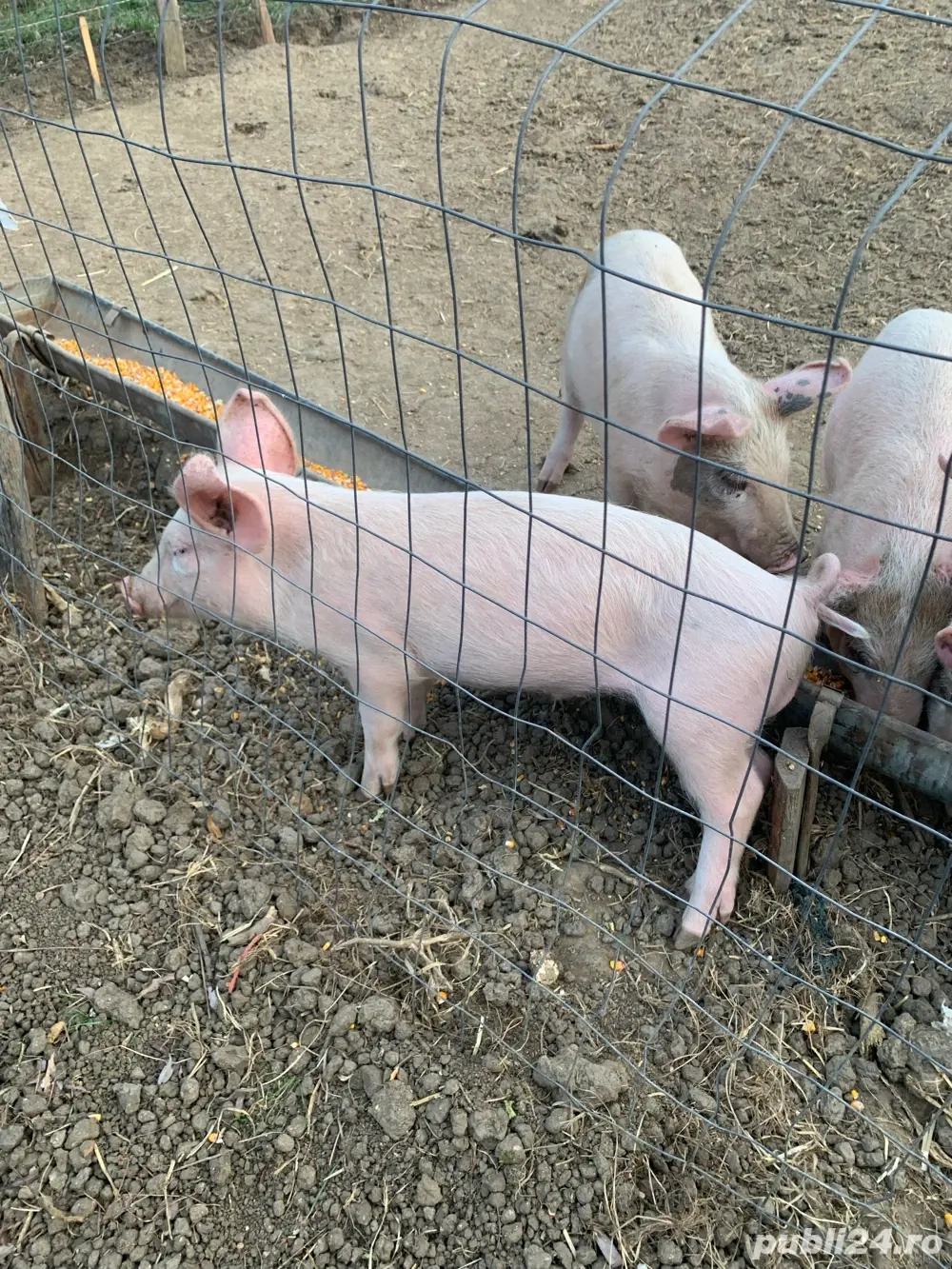 purcei marele alb  purcei marele alb