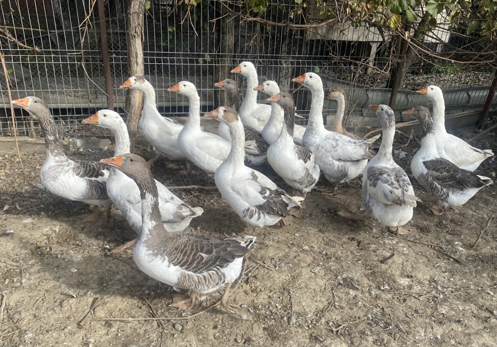 Gâste din primavara  Gâste din primavara