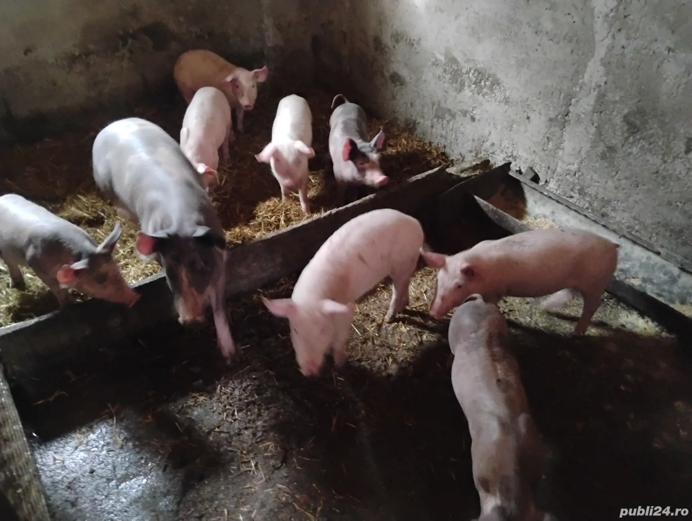 5 mascuri si 1 scrofita