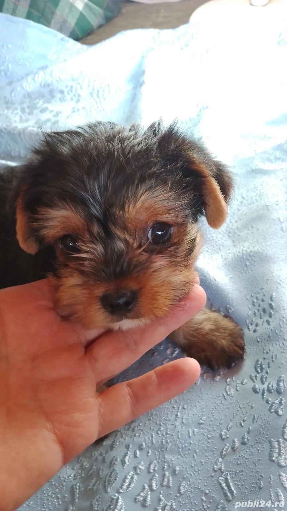 Baiat Yorkshire Terrier superb