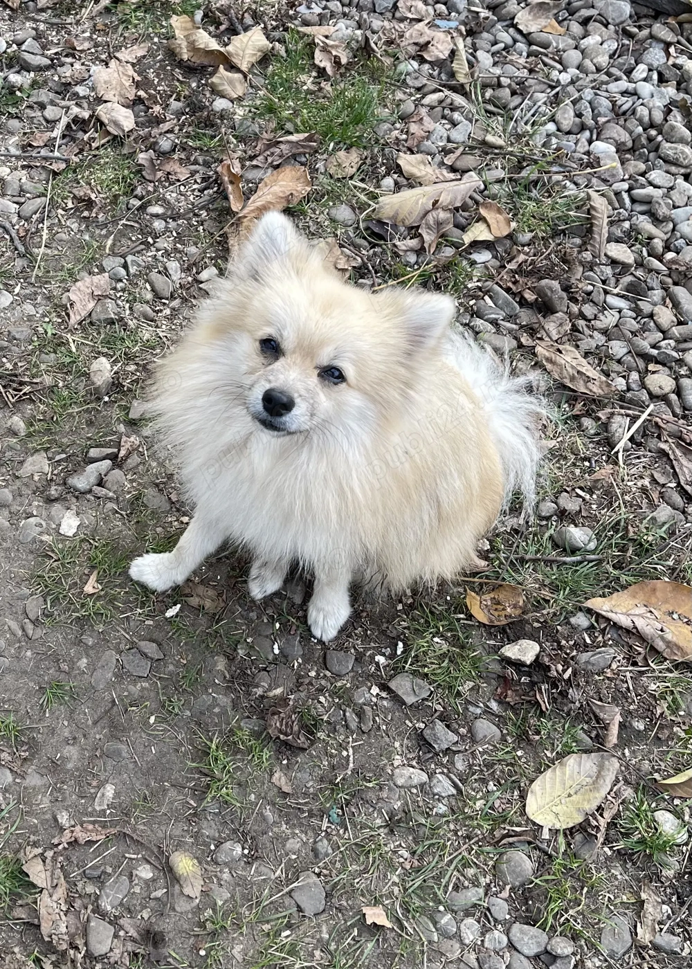 Pomerian mascul 1 ani