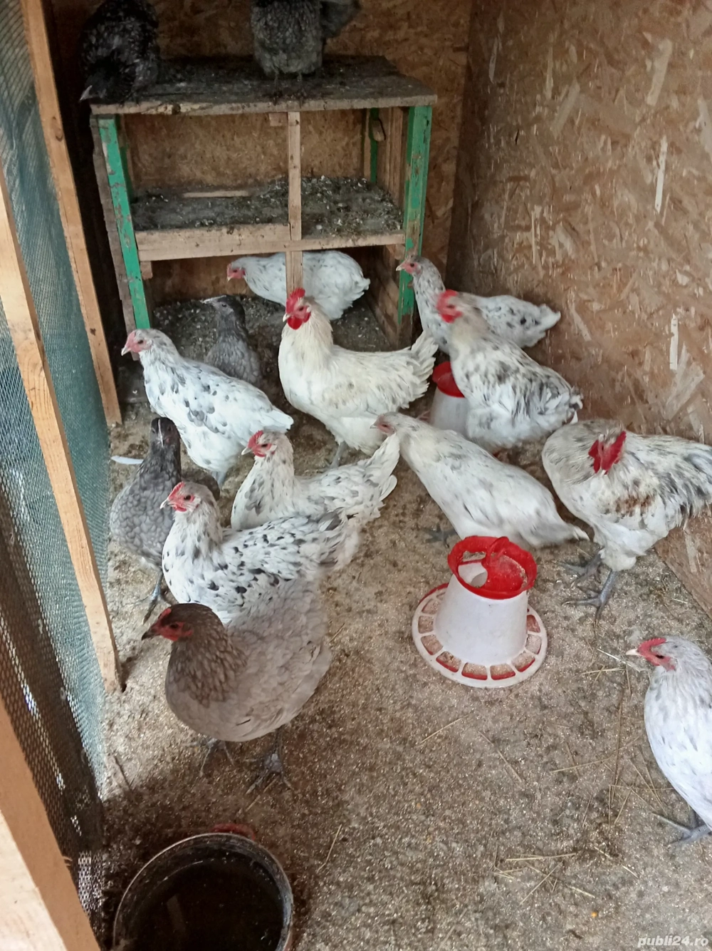gaini australorp  gaini australorp