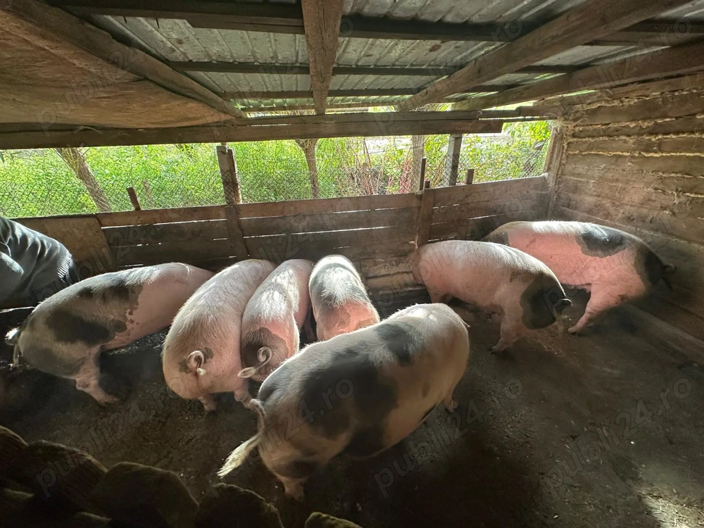 3 porci crescuți în godpodarie 3 porci crescuți în godpodarie