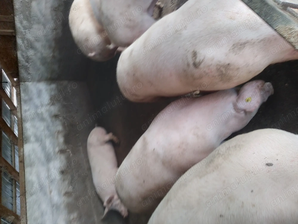 Porci pentru Crăciun cu greutatea între 100-300 kg  Porci pentru Crăciun cu greutatea între 100-300 kg