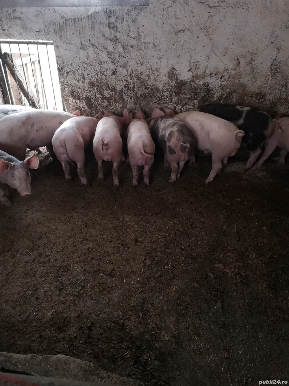 Vând șoldani rasa de carne 10 mascuri și o femela 45-50 kg Vând șoldani rasa de carne 10 mascuri și o femela 45-50 kg