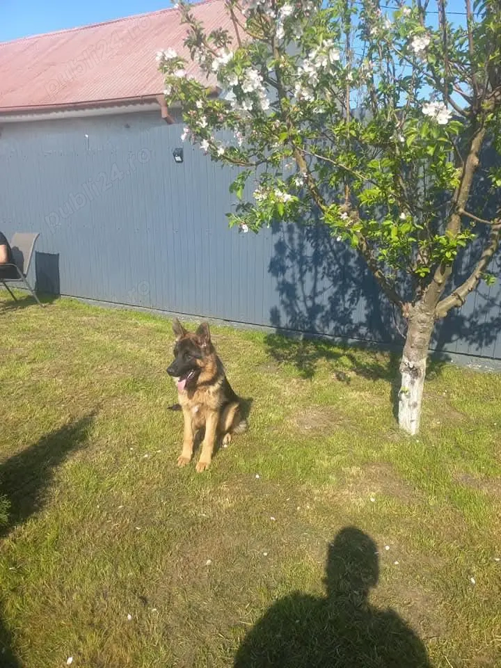 Ciobanesc german pedigree Ciobanesc german pedigree