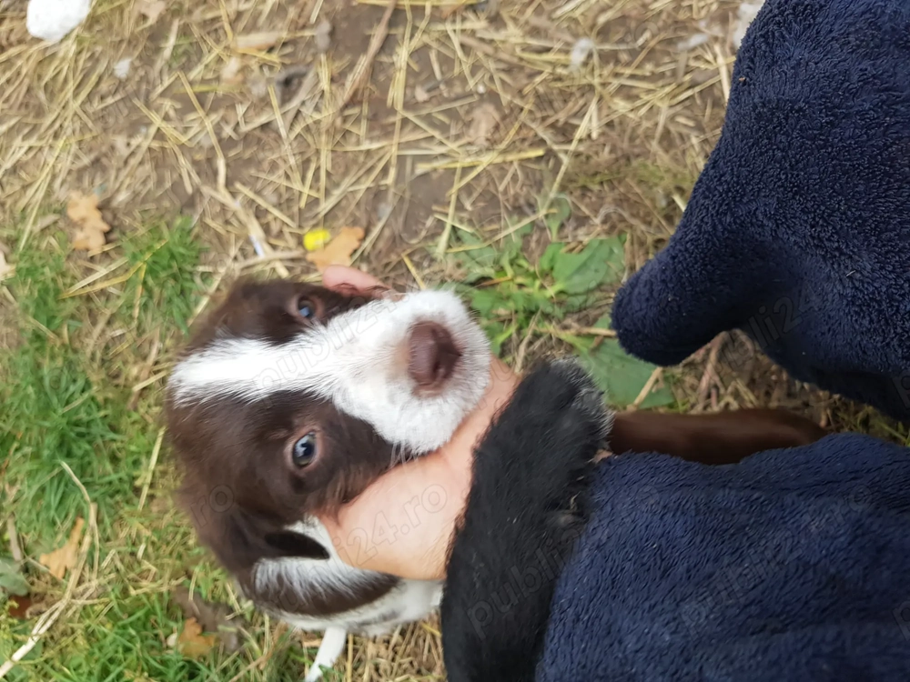 Căței de trufe  Căței de trufe