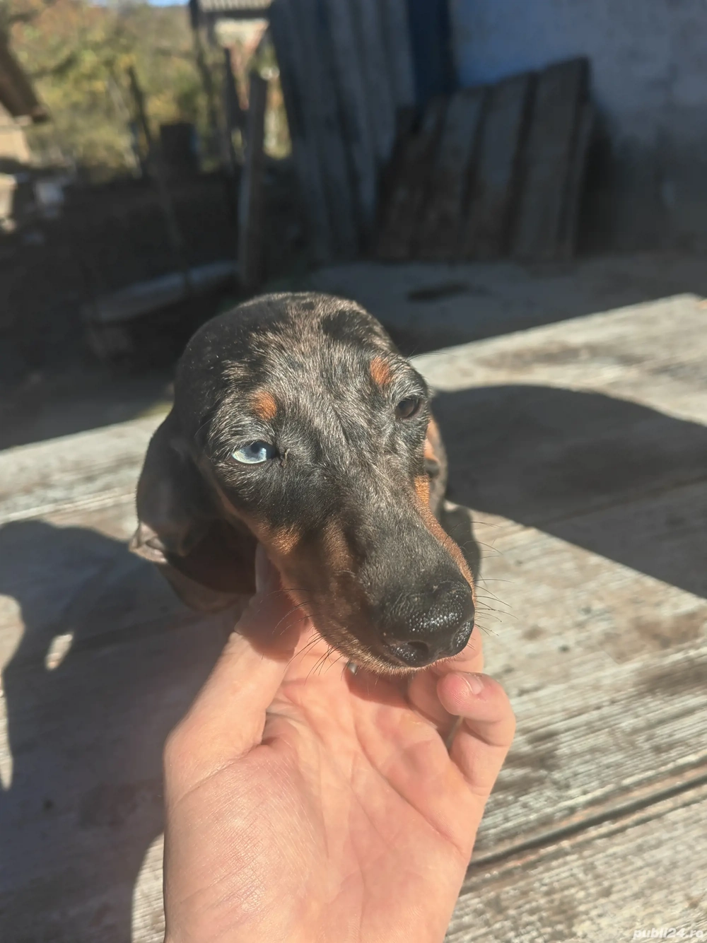 Femela teckel 6 luni 