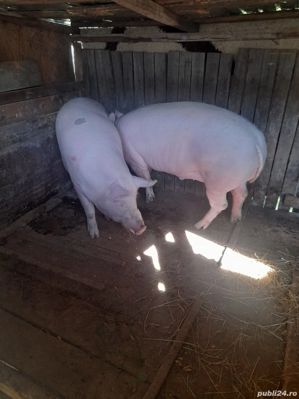 porci de țară  porci de țară