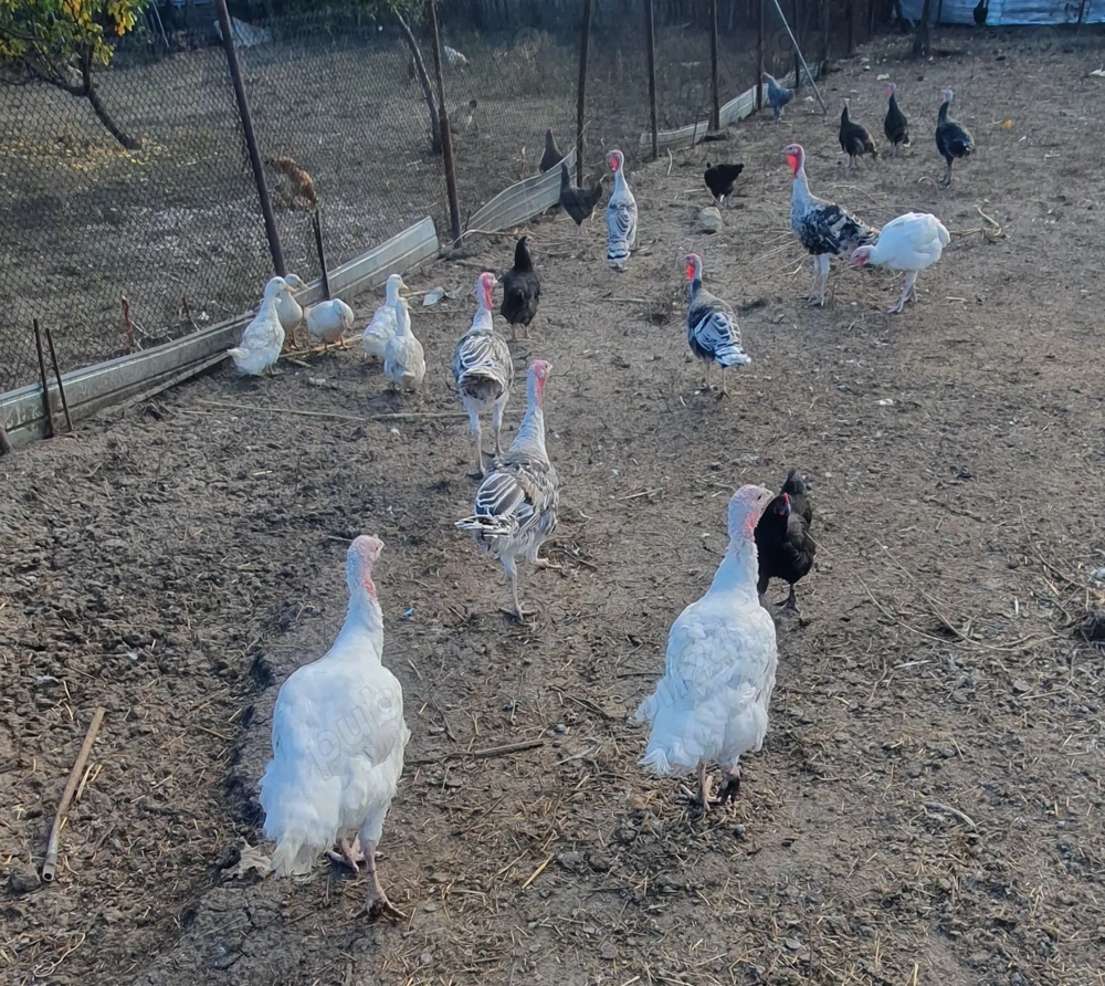 Vind purcei si curcani rel la tel  