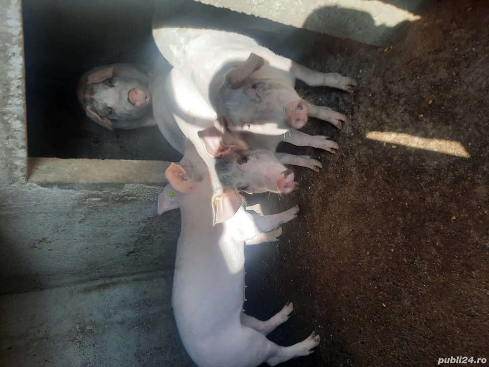 Soldani de vinzare Soldani de vinzare