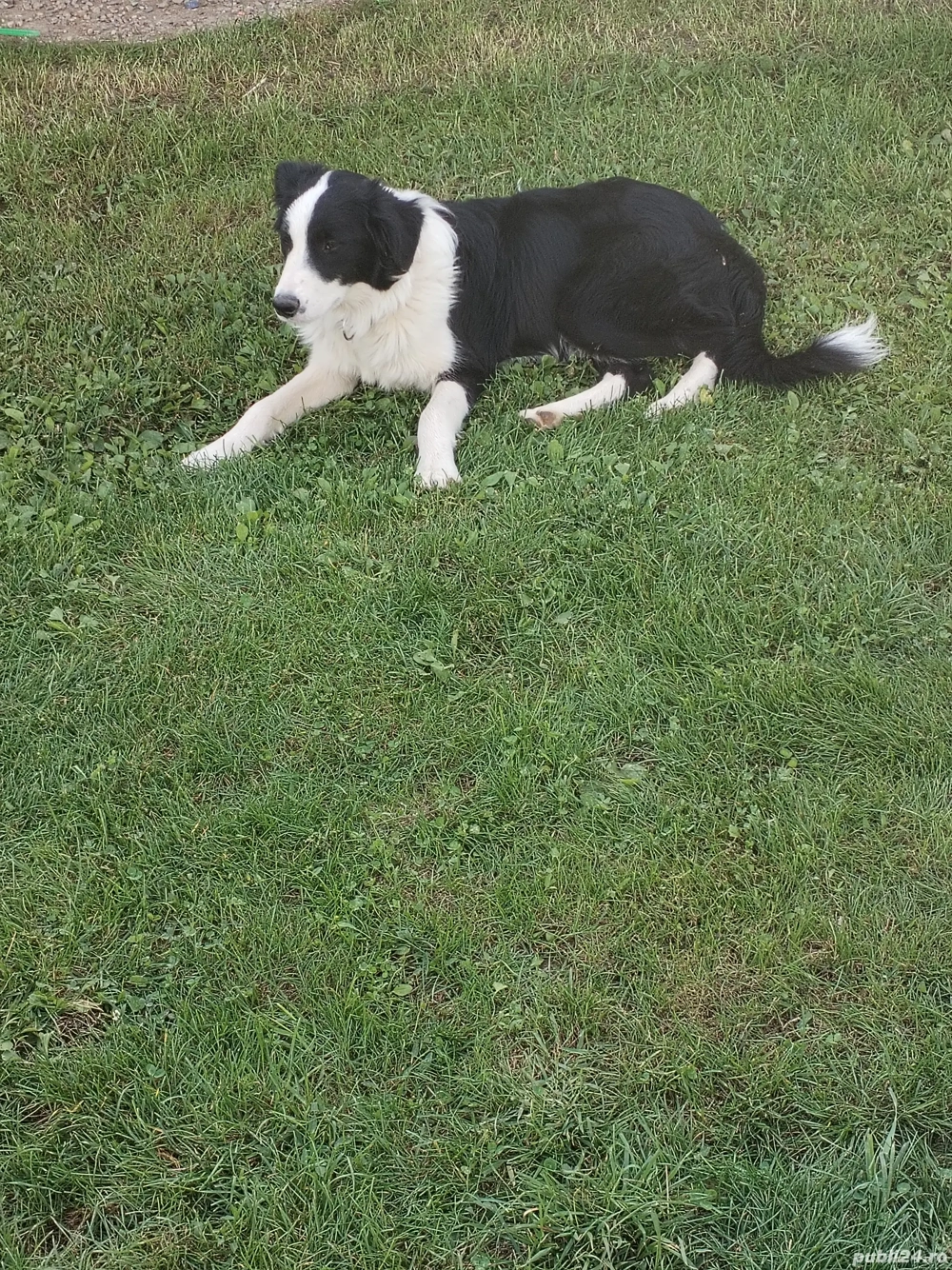 disponibil un mascul bord Collie de 7 luni  disponibil un mascul bord Collie de 7 luni