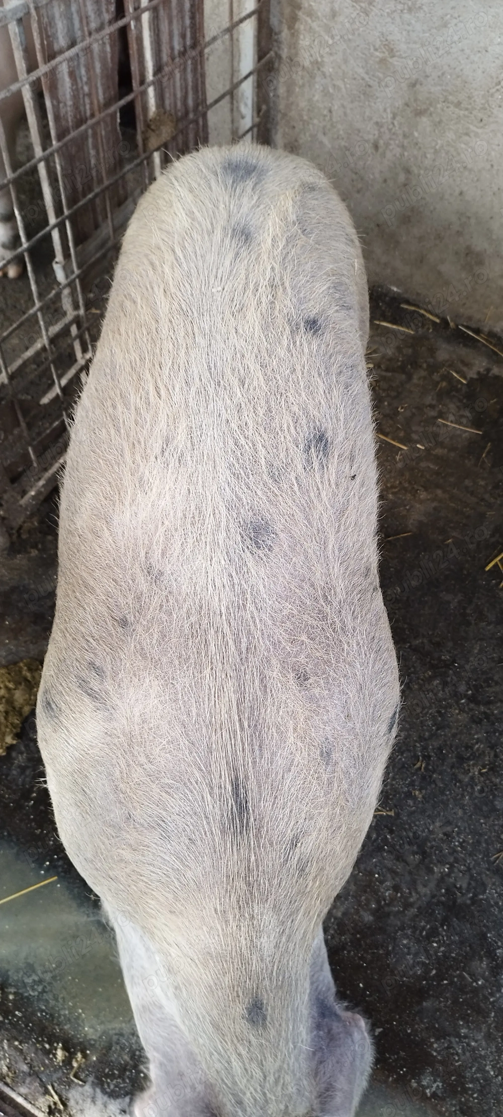 Vând porci pentru taiat 