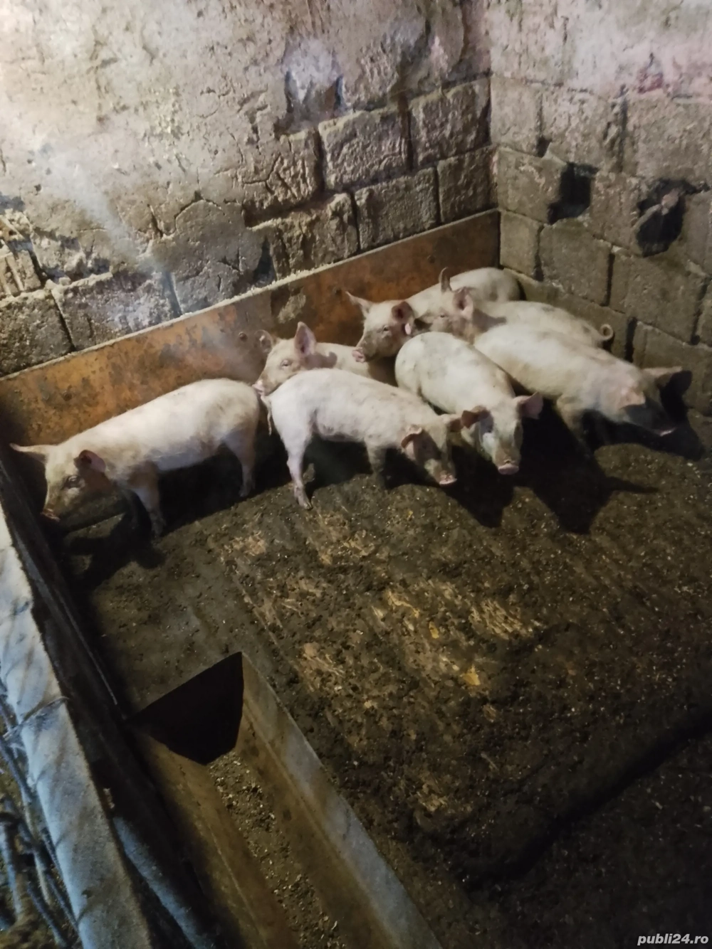 Purcei de 12 saptamani de vanzare