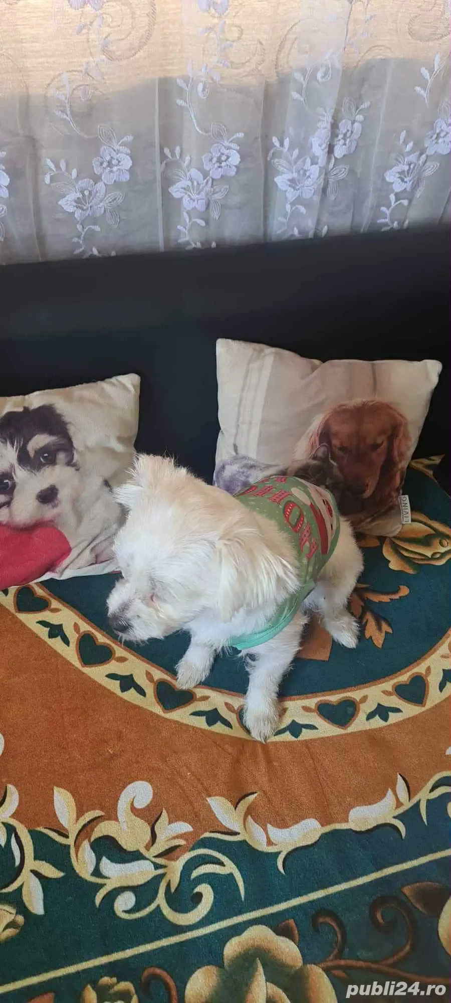 cauta stapan bichon maltez